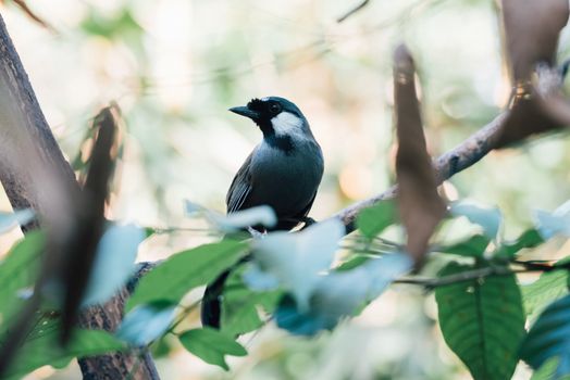 Bird (Black-throated Laughingthrush, Garrulax chinensis, Pterorhinus chinensis) is a species of bird in the family Leiothrichidae. It is found in asia perched on a tree in a nature wild