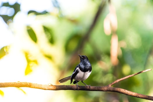 Bird (Oriental magpie-robin or Copsychus saularis) male black and white color perched on a tree in a nature wild