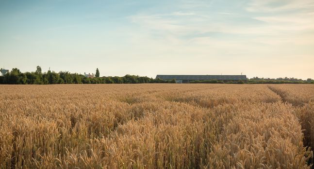 wheat field matured just before the harvest in France