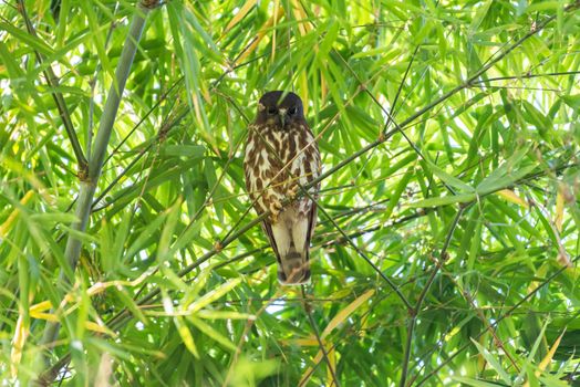 Bird (Northern Boobook, Ninox japonica) is a species of bird in the true owl family. It was split from the brown hawk-owl perched on a tree in a nature wild