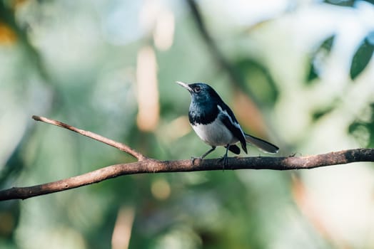 Bird (Oriental magpie-robin or Copsychus saularis) male black and white color perched on a tree in a nature wild