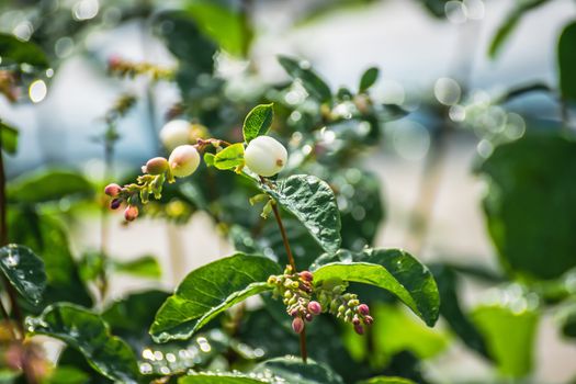 Snowberry in drops of water after a rain in a sunny day close up on a blurred background.