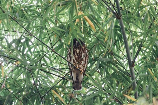 Bird (Northern Boobook, Ninox japonica) is a species of bird in the true owl family. It was split from the brown hawk-owl perched on a tree in a nature wild