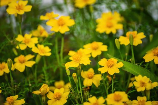 Close-up flowers of a marigold on blurred background.