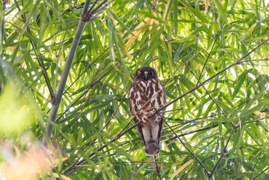 Bird (Northern Boobook, Ninox japonica) is a species of bird in the true owl family. It was split from the brown hawk-owl perched on a tree in a nature wild