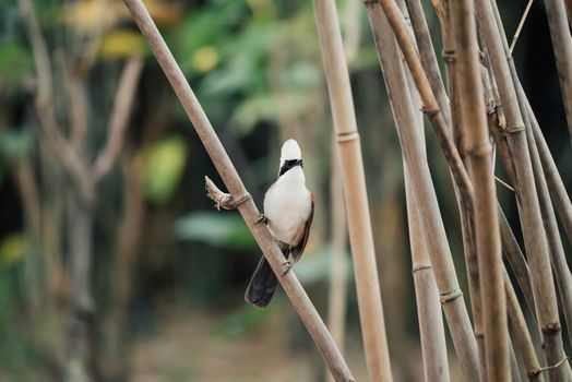 Bird (White-crested Laughingthrush, Garrulax leucolophus) brown and white and the black mask perched on a tree in a nature wild