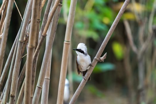 Bird (White-crested Laughingthrush, Garrulax leucolophus) brown and white and the black mask perched on a tree in a nature wild