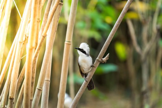 Bird (White-crested Laughingthrush, Garrulax leucolophus) brown and white and the black mask perched on a tree in a nature wild