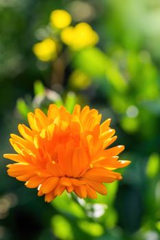 Orange flower marigold (calendula) close up.