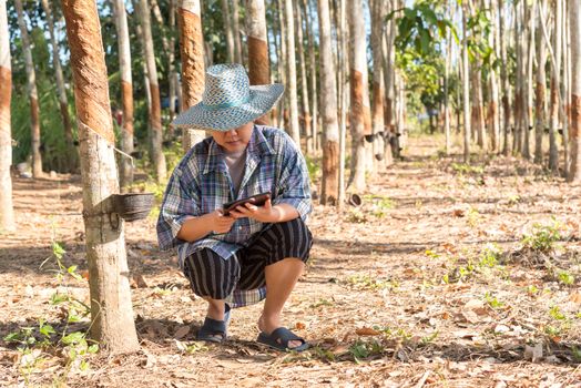 Asian woman smart farmer agriculturist happy at a rubber tree plantation with Rubber tree in row natural latex is a agriculture harvesting natural rubber in white milk color for industry in Thailand