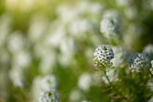Carpet of small white fragrant flowers alyssum