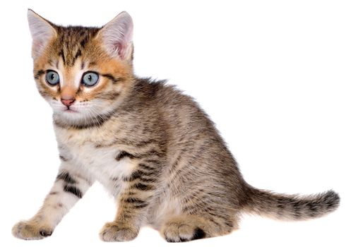 Shorthair brindled kitten sitting isolated on a white background.