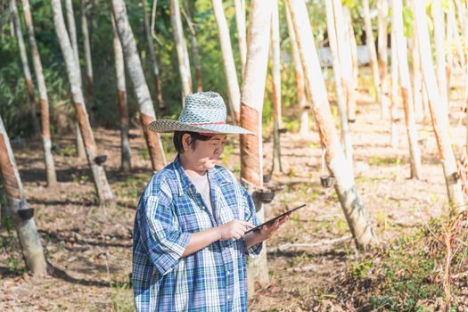 Asian woman smart farmer agriculturist working at rubber tree plantation with Rubber tree in row natural latex is a agriculture harvesting natural rubber in white milk color for industry in Thailand
