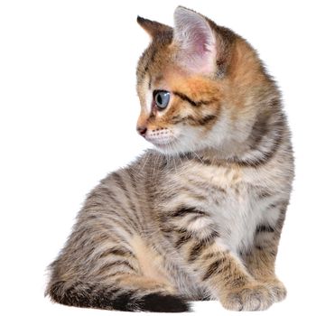 Shorthair brindled kitten on a white background.