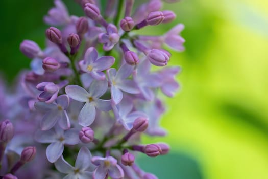 Branch of blossoming lilac on a sunny day close up on a blurred background.