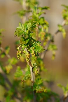 currant branch in spring with flower buds, selective focus