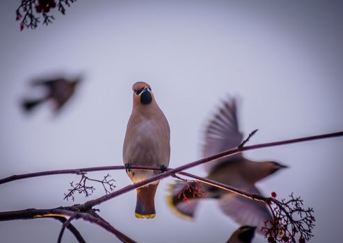 Bird waxwing in early spring in the natural habitat.