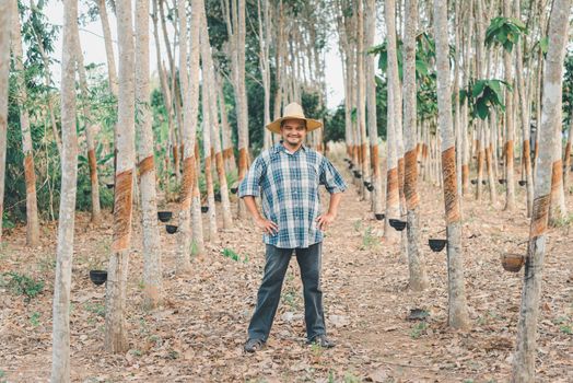 Asian man farmer agriculturist happy at a rubber tree plantation with Rubber tree in row natural latex is a agriculture harvesting natural rubber in white milk color for industry in Thailand