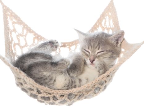 Cute striated kitten sleeping in hammock on a white background.