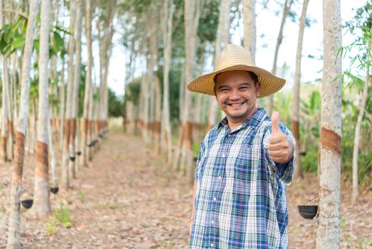 Asian man farmer agriculturist happy thumbs up at a rubber tree plantation with Rubber tree in row natural latex is a agriculture harvesting natural rubber in white milk color for industry in Thailand