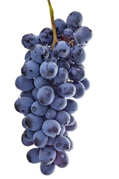 Ripe bunch of blue grapes on a white background.