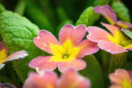 Perennial orange primrose or primula in the spring garden.