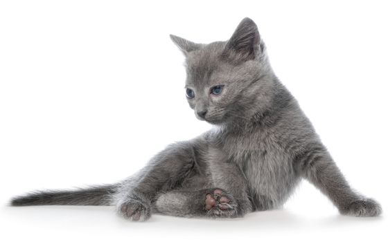 Small gray long haired kitten lay on white background.