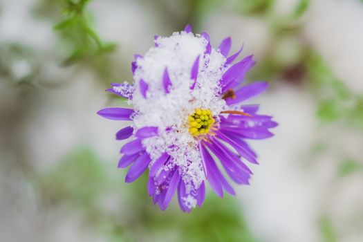 Flower of alpine asters under snow in the garden in late fall close up.
