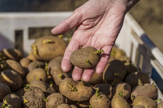 potato tubers with sprouts before planting in a plastic box, one tuber in the palm