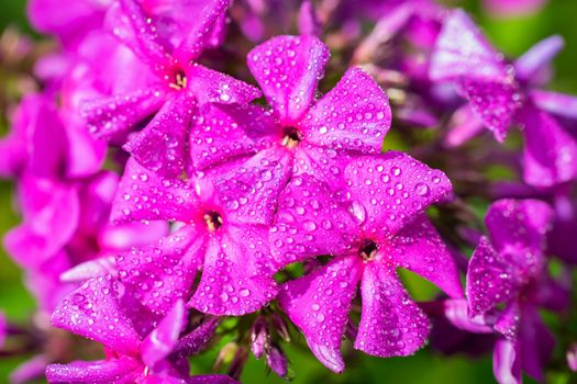 Pink phlox flower close up in summer garden