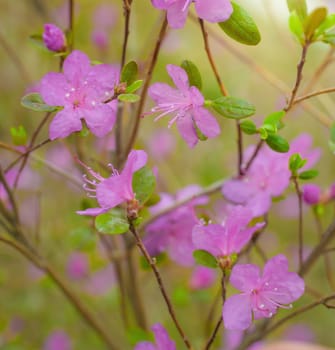 Spring flowering pink almond closeup on a blur background.