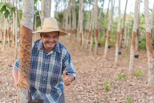 Asian man farmer agriculturist happy thumbs up at a rubber tree plantation with Rubber tree in row natural latex is a agriculture harvesting natural rubber in white milk color for industry in Thailand