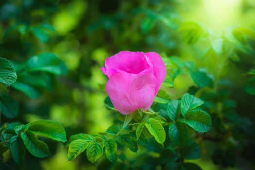 Blooming pink eglantine spring day close-up on a blurred background.