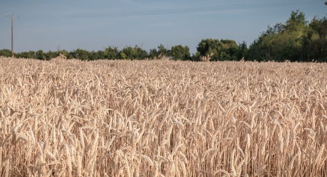 wheat field matured just before the harvest in France