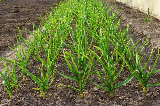 garden bed with green stalks of garlic, sunny spring day