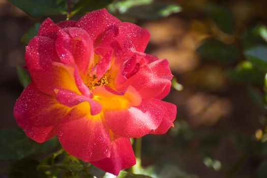 Rose flower close up on a green blurred background.