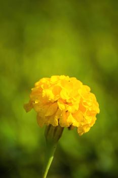 Close-up flowers of a marigold on a sunny day outdoors.