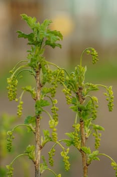 currant branch in spring with flower buds, selective focus