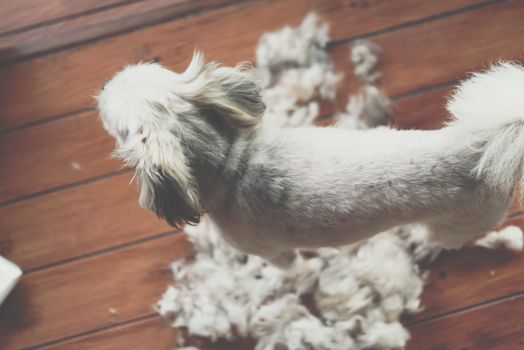 Grooming and haircut the dog fur of beige dog so cute mixed breed with Shih-Tzu, Pomeranian and Poodle by human with dog clipper