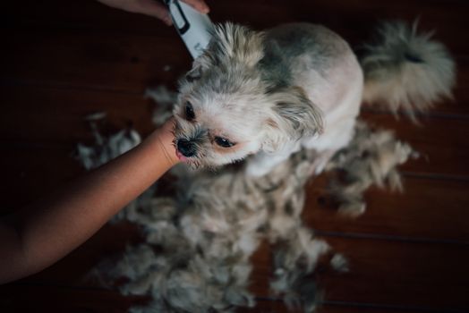 Grooming and haircut the dog fur of beige dog so cute mixed breed with Shih-Tzu, Pomeranian and Poodle by human with dog clipper