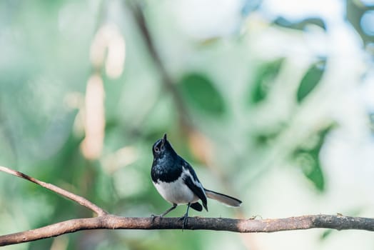 Bird (Oriental magpie-robin or Copsychus saularis) male black and white color perched on a tree in a nature wild