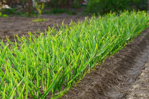 garden bed with green stalks of garlic, sunny spring day