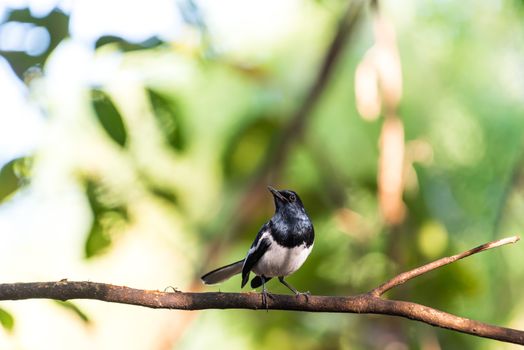 Bird (Oriental magpie-robin or Copsychus saularis) male black and white color perched on a tree in a nature wild