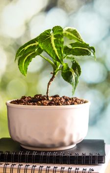 Syngonium wendlandii growing in the small ceramic pot, houseplant for room decoration