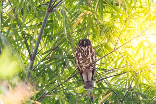 Bird (Northern Boobook, Ninox japonica) is a species of bird in the true owl family. It was split from the brown hawk-owl perched on a tree in a nature wild