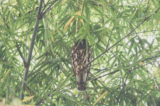 Bird (Northern Boobook, Ninox japonica) is a species of bird in the true owl family. It was split from the brown hawk-owl perched on a tree in a nature wild