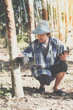 Asian woman smart farmer agriculturist happy at a rubber tree plantation with Rubber tree in row natural latex is a agriculture harvesting natural rubber in white milk color for industry in Thailand