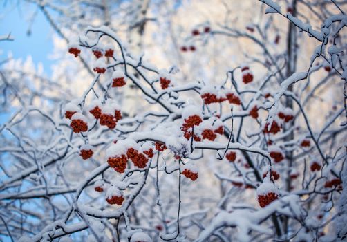 Snow-covered branches of red mountain ash on a cold winter day.