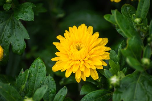 Yellow flower of chrysanthemum in drops after a rain close up.