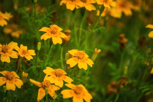 Close-up flowers of a marigold on blurred background.